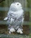 Filename=Voegel_Schnee_Eule.jpg
Filesize=154KiB
Dimensions=547x685
Date added=Dec 25, 2012 Voegel_Schnee_Eule.jpg