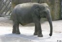 Filename=Wildtiere_Elefant.jpg
Filesize=112KiB
Dimensions=697x474
Date added=Dec 25, 2012 Wildtiere_Elefant.jpg