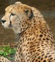 Filename=Wildtiere_Gepard.jpg
Filesize=169KiB
Dimensions=547x611
Date added=Dec 25, 2012 Wildtiere_Gepard.jpg