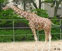 Wildtiere_Giraffe.jpg