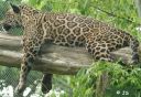 Wildtiere_Jaguar.jpg