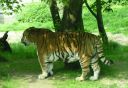 Wildtiere_Tiger.jpg